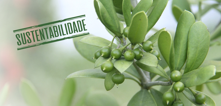 Fórum Clóvis Beviláqua incentiva plantio de espécies nativas em parceria com Movimento Pró-Árvore