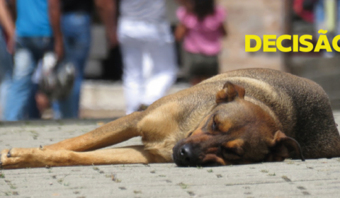 Justiça determina que Estado disponibilize local para acolhimento de animais abandonados
