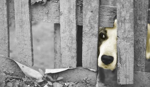 Justiça mantém sentença que determina construção de abrigo para animais em Barbalha