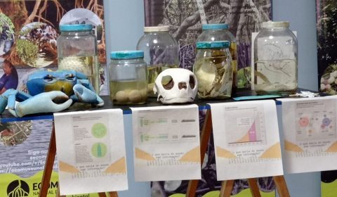 Fórum Clóvis Beviláqua recebe exposição “Ecomuseu do Mangue” a partir desta segunda-feira, dia 26